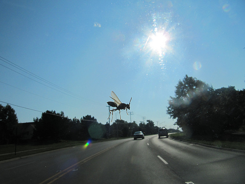 How to remove bugs from windshield