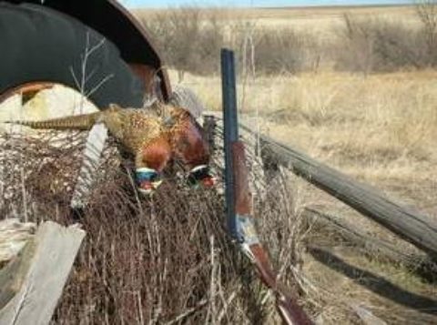 Cleaning Pheasants: Step by Step Instruction